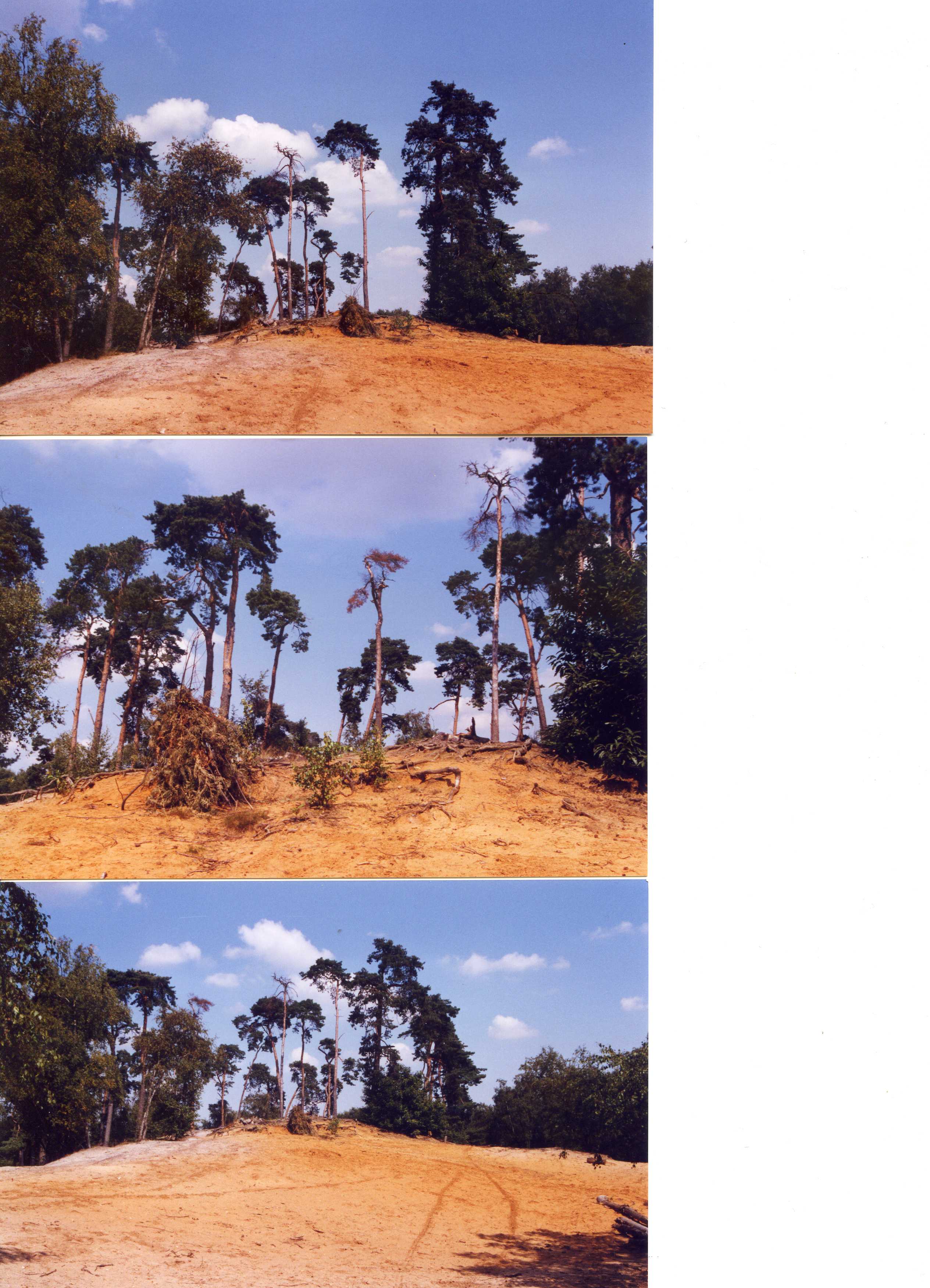 Les Pins Brûlés... après la tempête de 1999