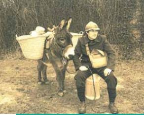 ane de guerre - Gilles Lemaire