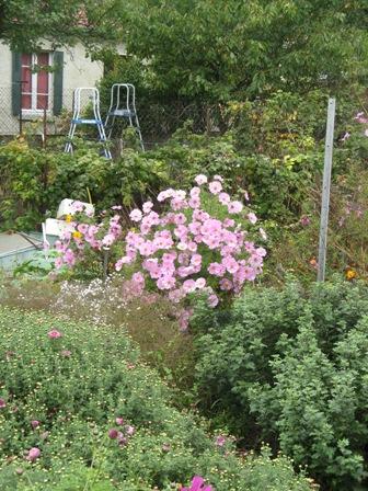 le jardin de René Pépé