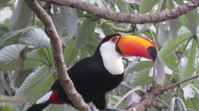 Toucan du Pantanal au Brésil