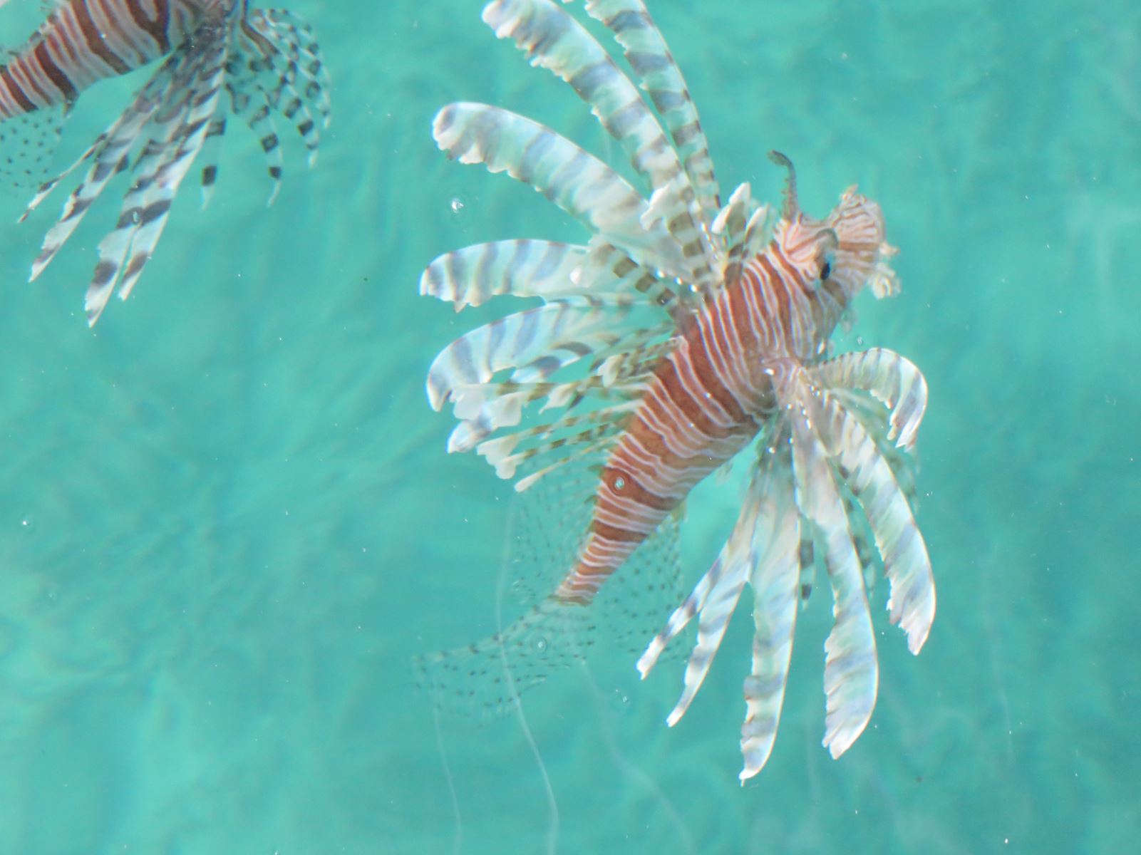 Poisson lion dans les eaux de Kanawa