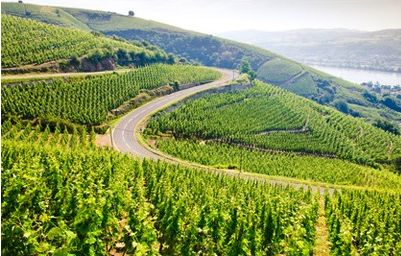 vignobles (cource site internet caves pouteau)