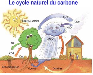 le cycle naturel du carbone