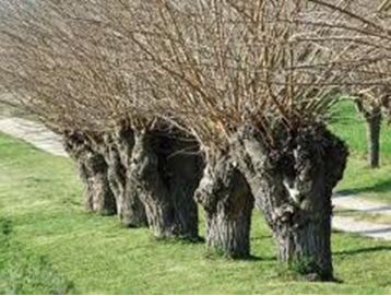 L'arbre têtard, témoin d'un savoir-faire traditionnel et du patrimoine