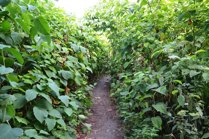 sentier pour relier la plaine de Boissy au Plessis-Bouchard