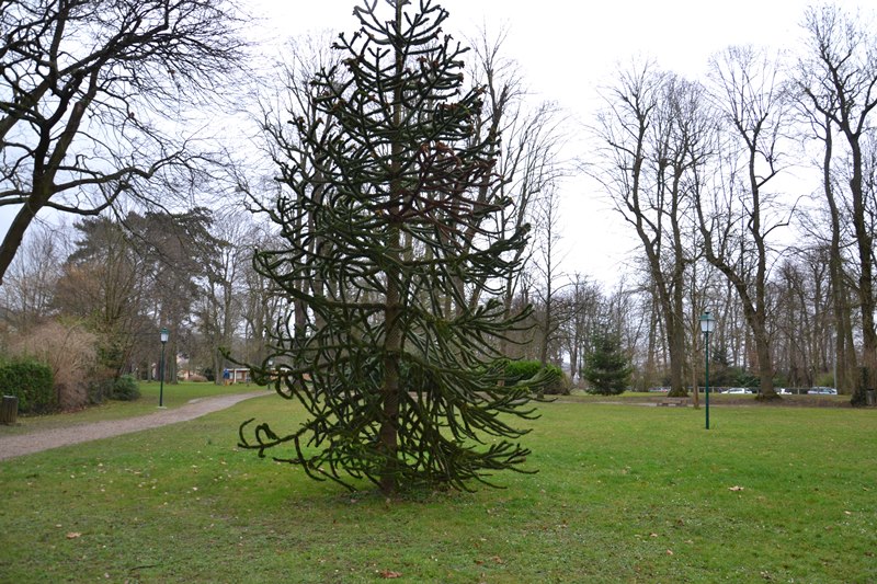 Araucaria à Margency