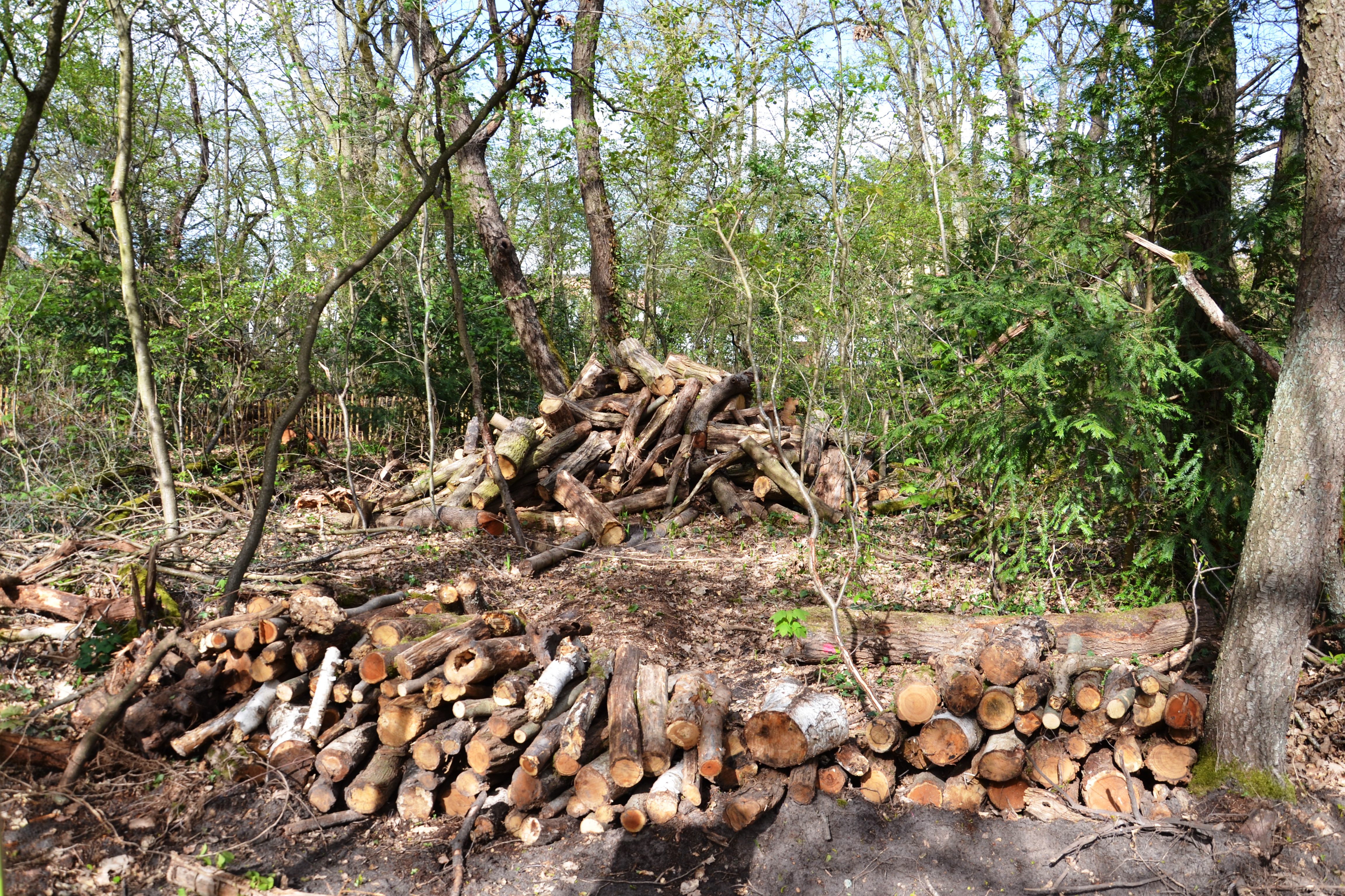 Bois Barrachin à Beauchamp