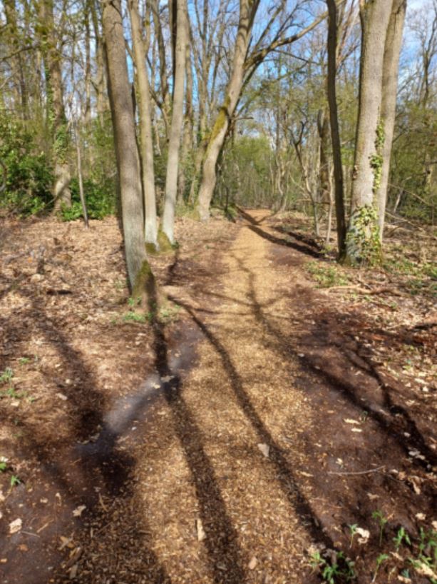 Bois Barrachin à Beauchamp