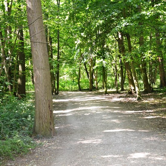 Bois des éboulures à Franconville