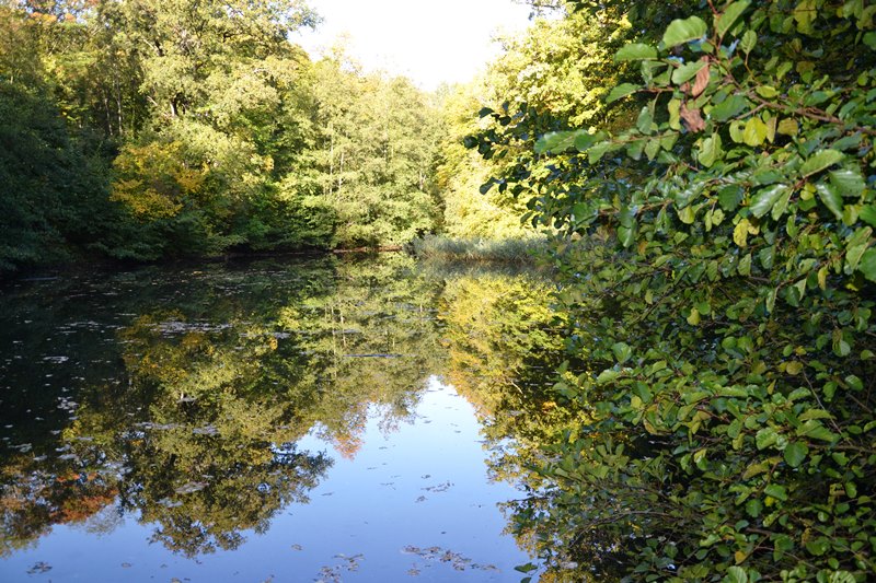 Etang Marie - For&ecirc;t de Montmorency