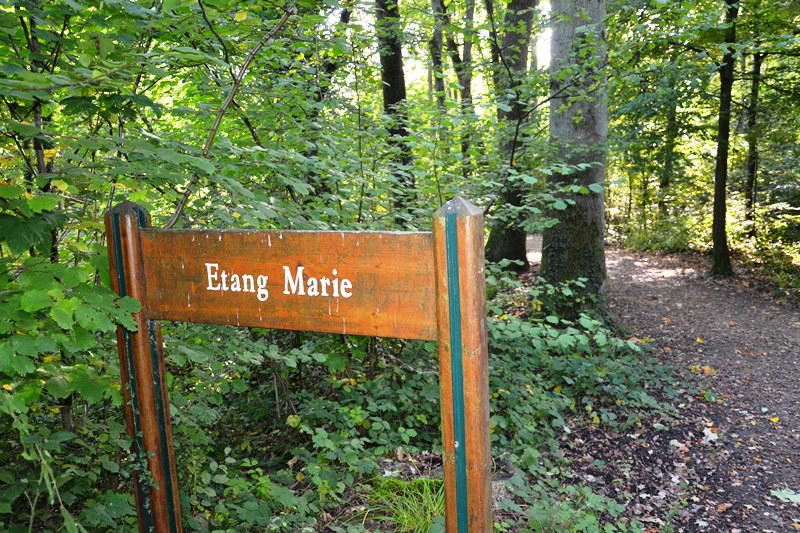 Etang Marie dans la Forêt de Montmorency (octobre 2022)