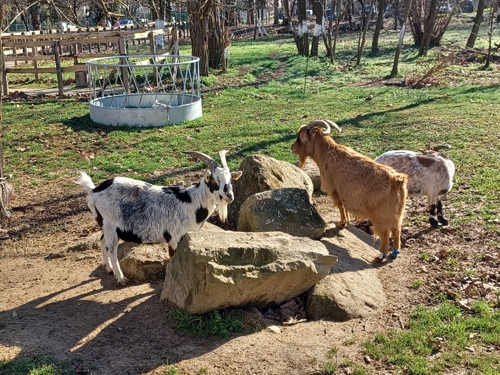 Ferme p&eacute;dagogique Montigny-l&egrave;s-Cormeilles