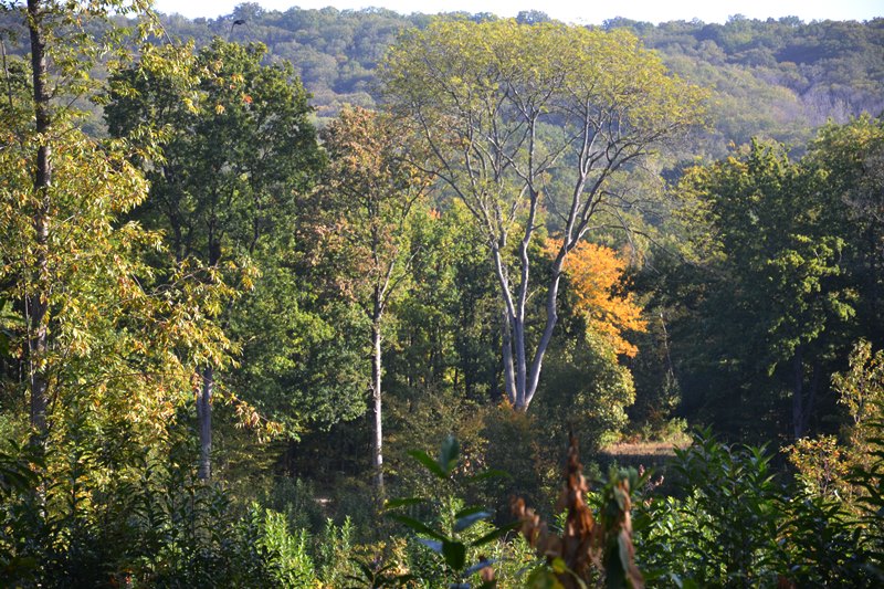 Forêt de Montmorency