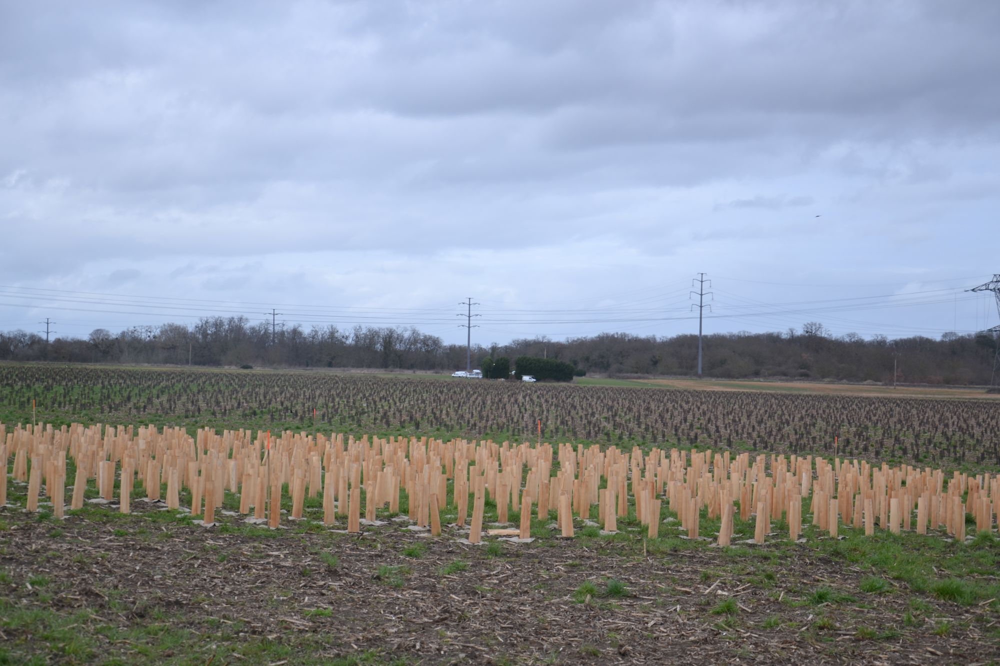 For&ecirc;t de Maubuisson en devenir