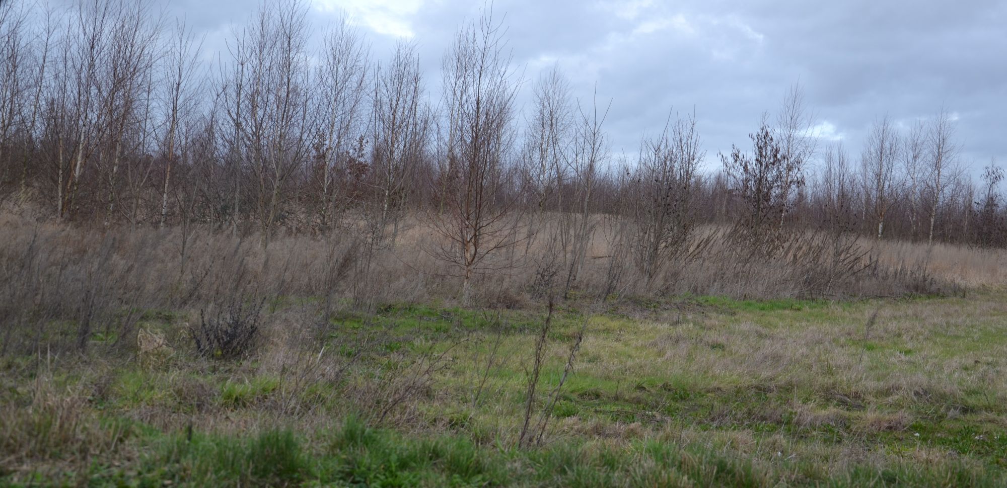 For&ecirc;t de Maubuisson en devenir