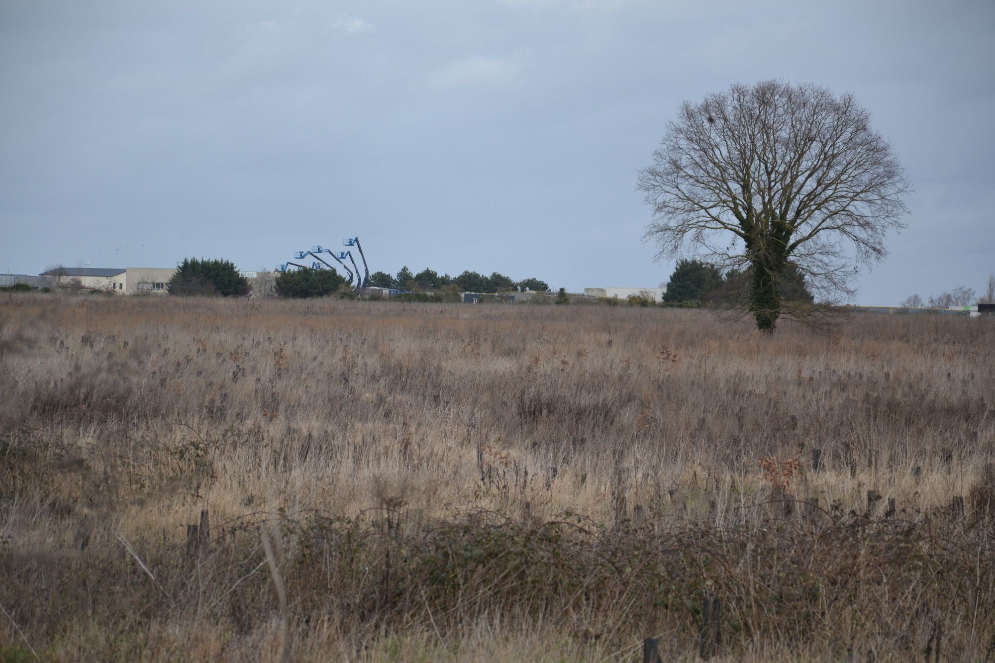 For&ecirc;t de Maubuisson en devenir