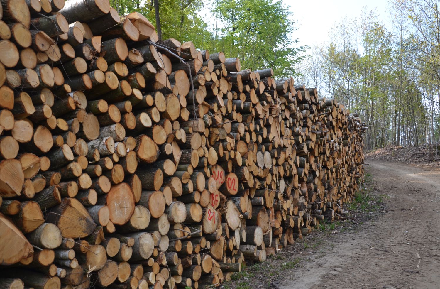 For&ecirc;t de Montmorency - bois