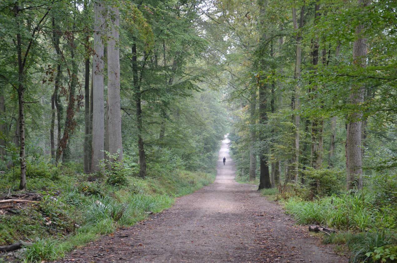 Forêt de Montmorency