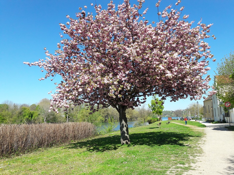 Chemin des peintres à La Frette-sur-Seine