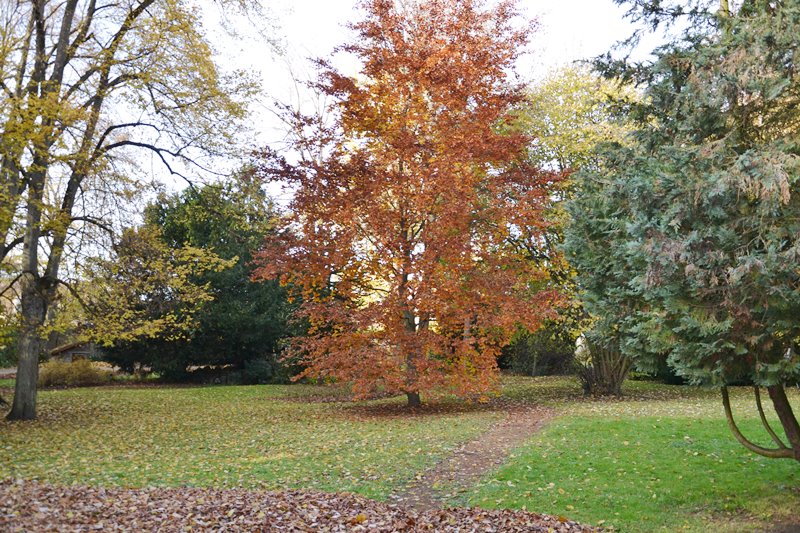 Parc René Bailly à Soisy-sous-Montmorency