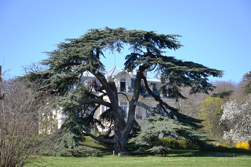cèdre du parc du château de la Tuyolle - Hôpital Le Parc à Taverny
