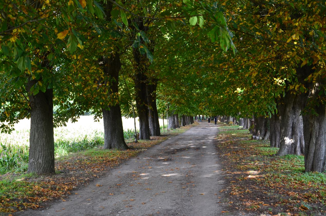 Bois de Boissy à Taverny