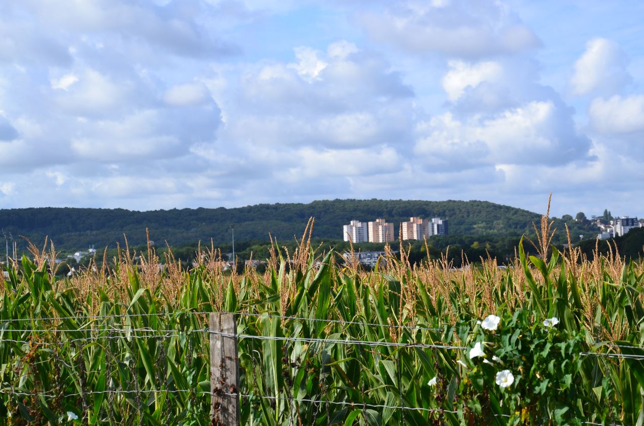 domaine de Boissy