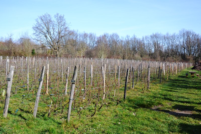 Vignes de Saint-Prix