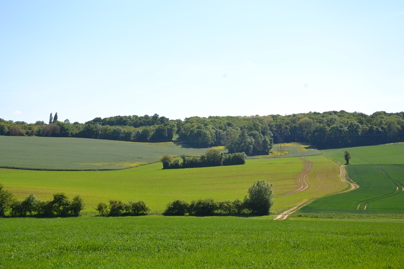 Terres céréalières autour de Frépillon - 2025
