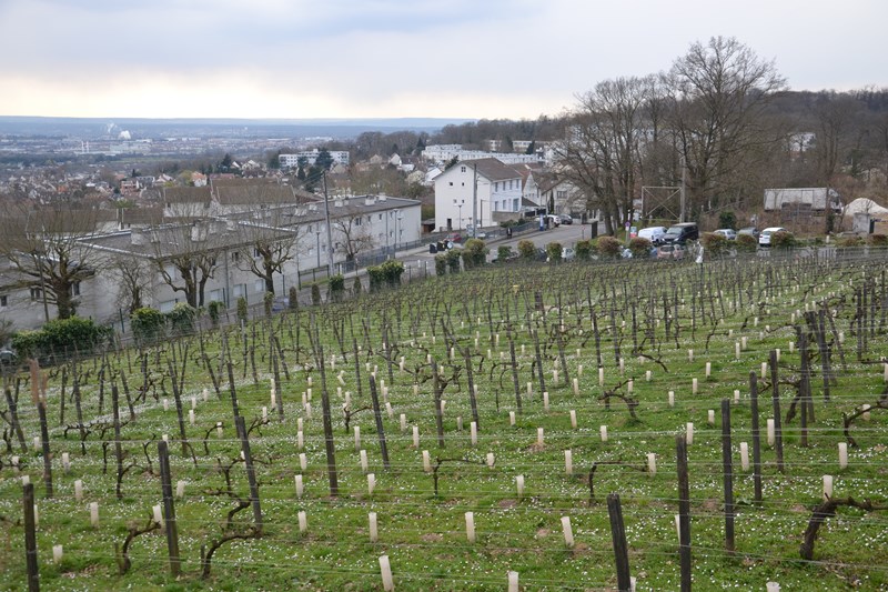 Vignes sannoisiennes