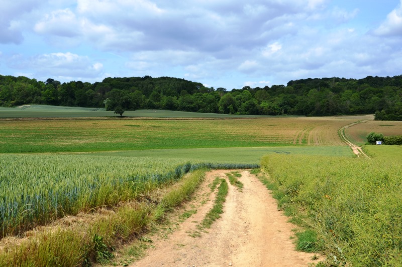 Circuit Frépillon - sentier des lisières