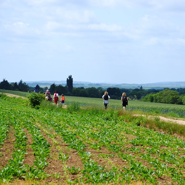 Circuit Frépillon - sentier des lisières