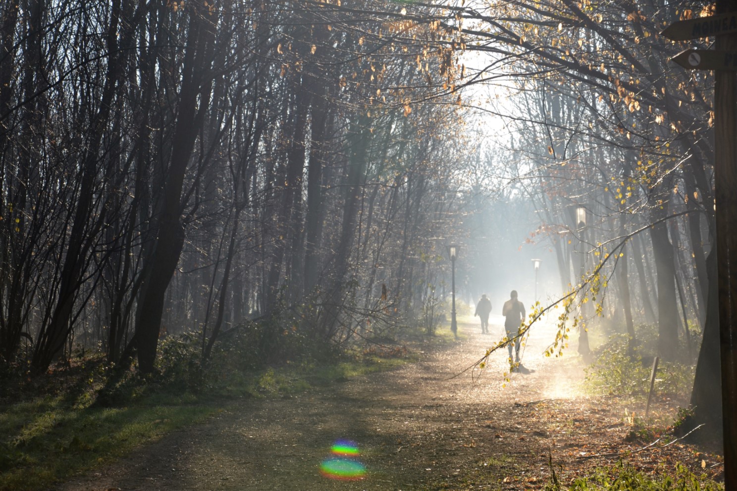 Bois des Eboulures de Franconville