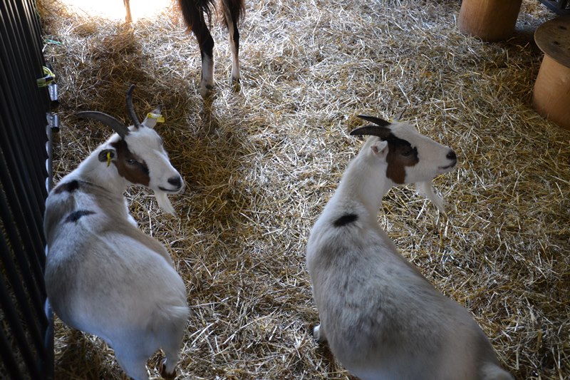 Ferme pédagogique Ermont - 2024