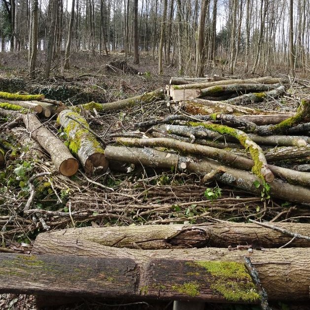 Coupe dans la Forêt de Montmorency