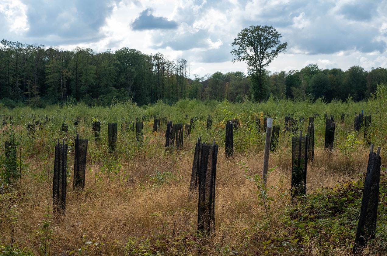 Plantation dans la Forêt de Montmorency (photo de Jean-Pierre Even)