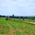 IDÉE-BALADE : découvrez Frépillon et le paysage du sentier des lisières qui longe le village.