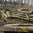 La Forêt de Montmorency en pleine actualité : pétition, plantation, application…