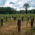Forêt de Montmorency : une sortie commentée en forêt avec l'Office National des Forêts !