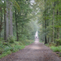 Sortie sur le Chemin du philosophe dans la Forêt de Montmorency !