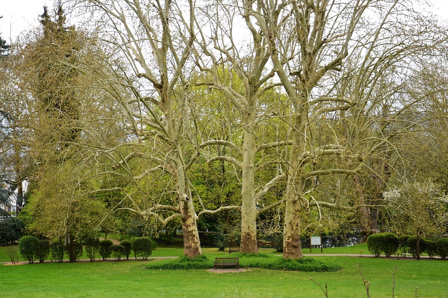 Jardin de l'Hôpital Le Parc Taverny