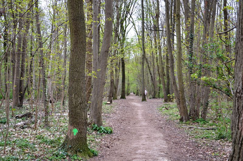 Bois de Boissy - Taverny