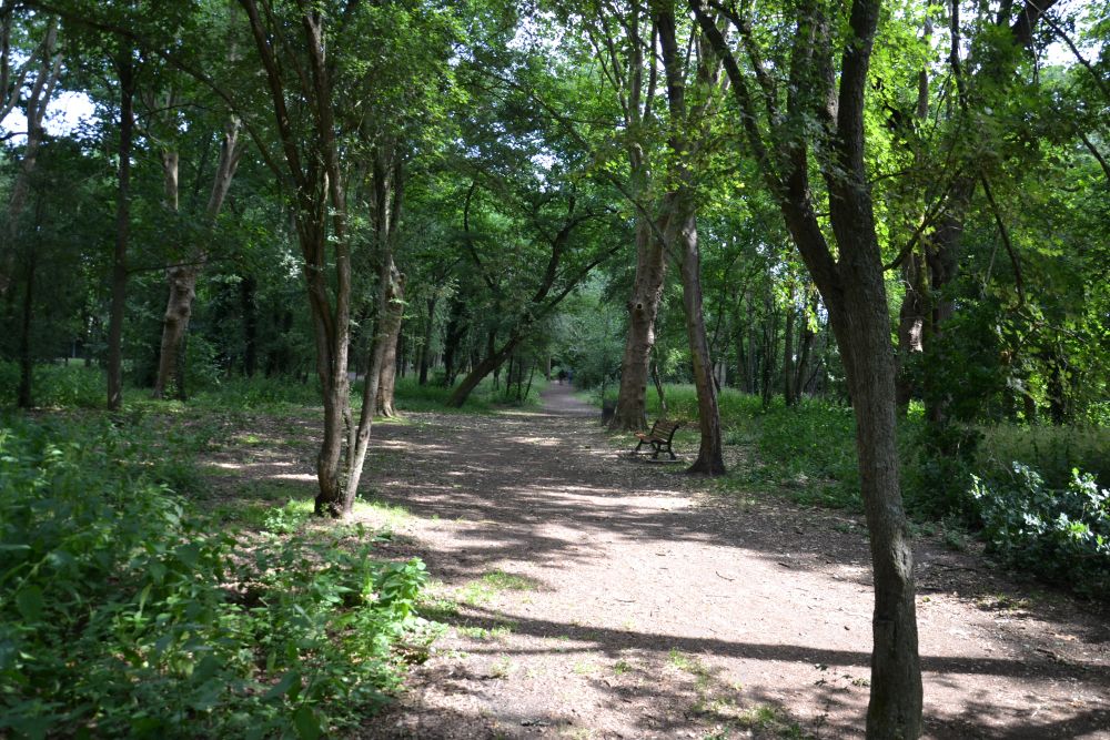 Bois des copistes - Montigny