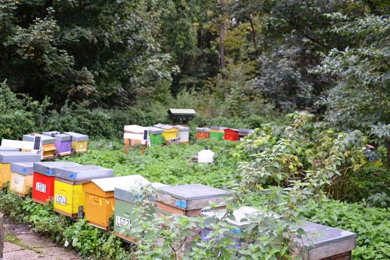 Sentier Nature de Saint-Prix