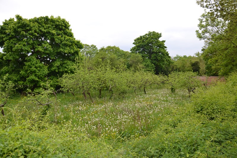 Sentier de la Côte de Deuil