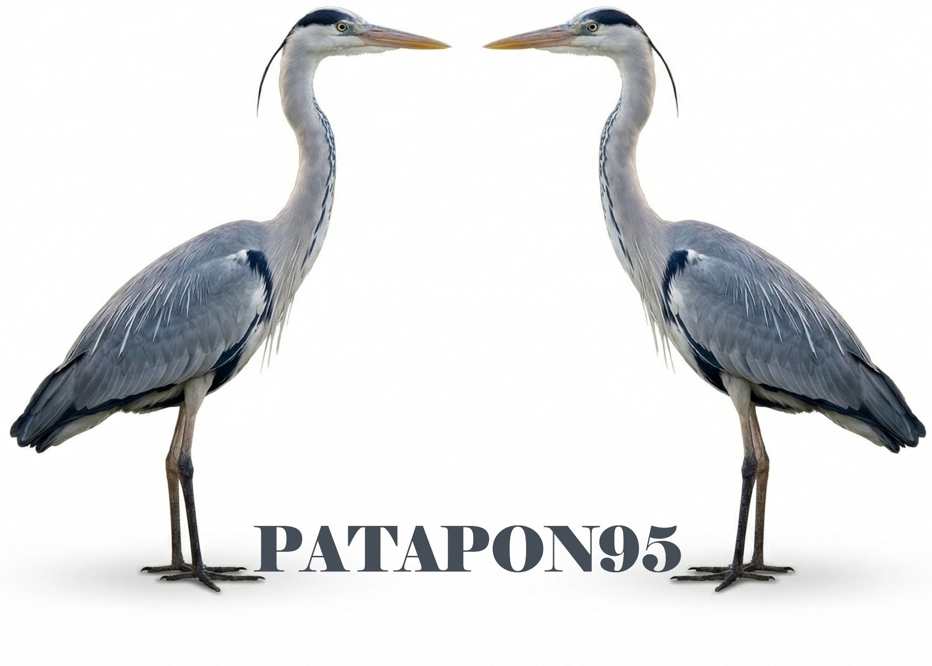 Association PATAPON95