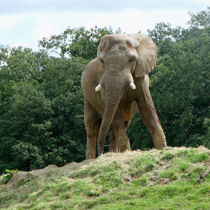 Eléphant de Thoiry