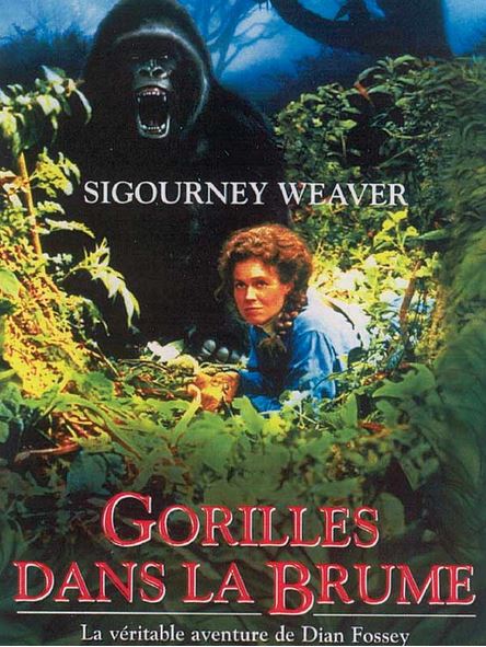 FILM Gorilles dans la brume