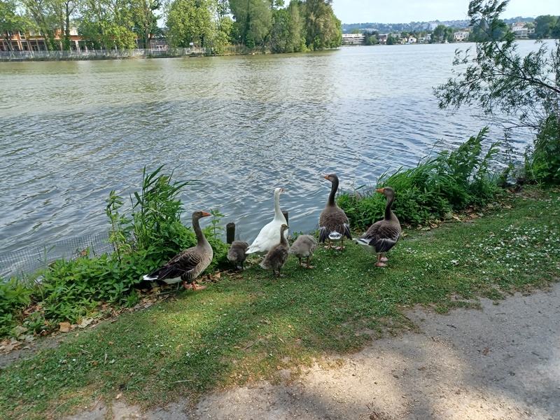 Le lac et les canards depuis la presqu'île aux fleurs à Enghien (mai 2022)