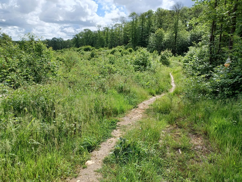 Forêt de Montmorency (juin 2022)